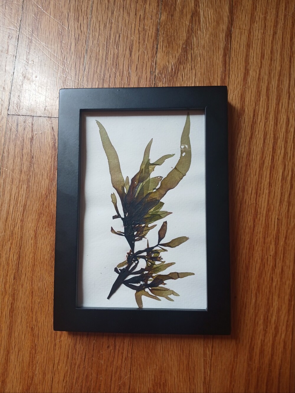 Pressed Seaweed Art in Black Frame